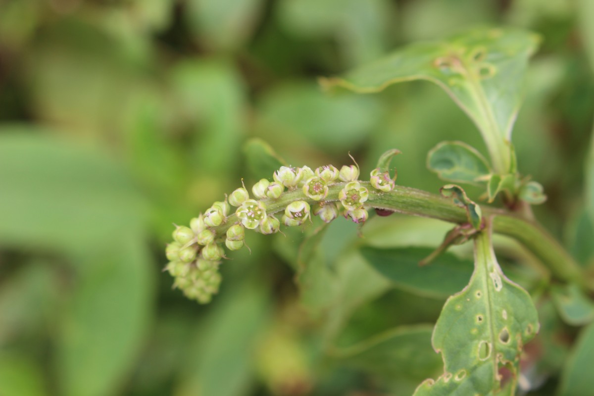 Phytolacca octandra L.